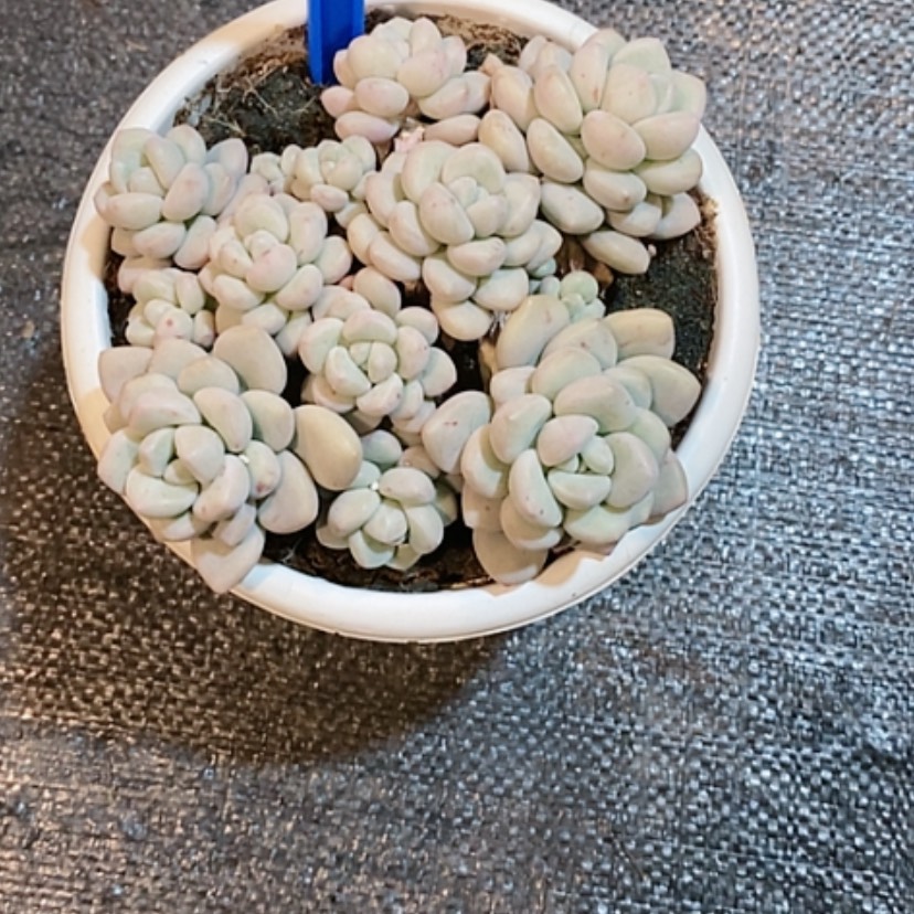 【闪购商品】泡泡糖多肉