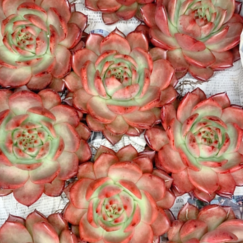 【闪购商品】阿姆斯壮多肉植物
