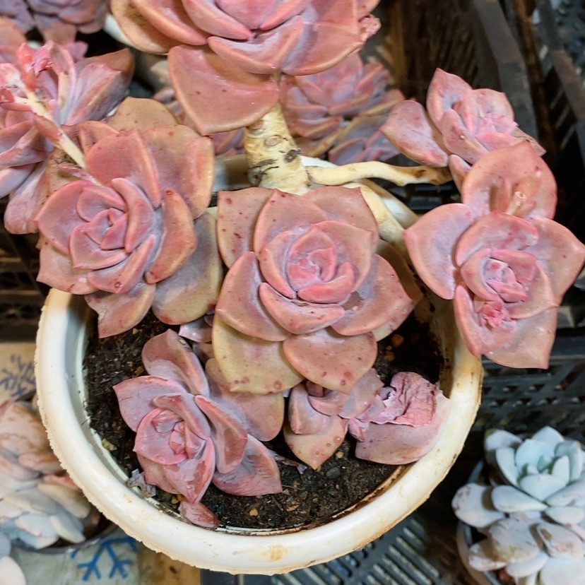 【闪购商品】彩虹糖多肉