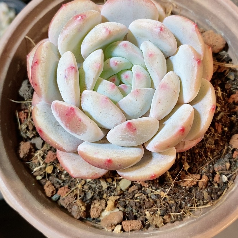 【闪购商品】3颗雪天使梦露