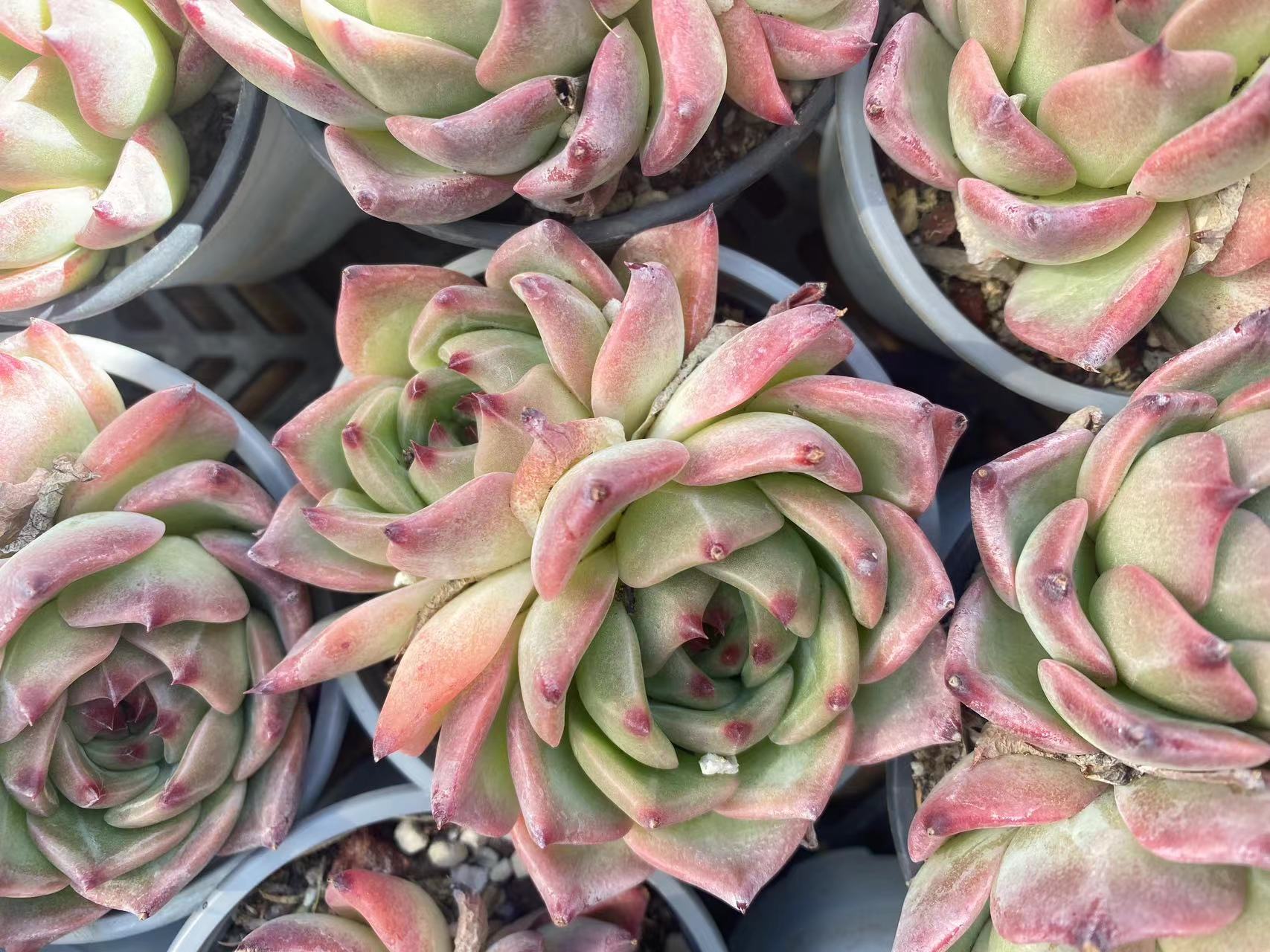白龙双头多肉植物（零下必拍保温箱，不拍冻伤不售后）