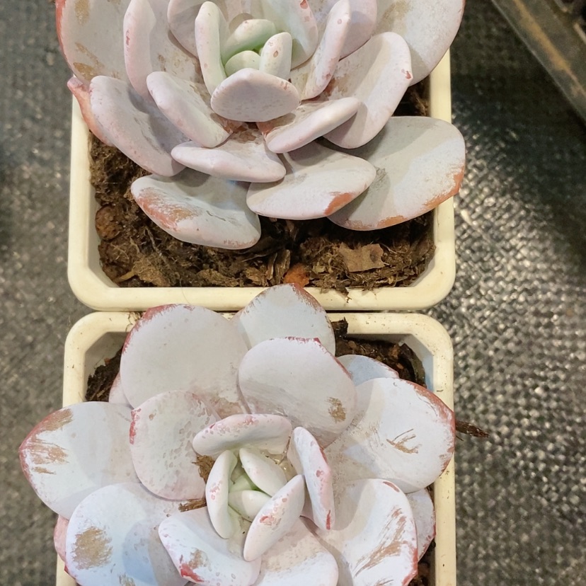 【闪购商品】小小雪莲多肉
