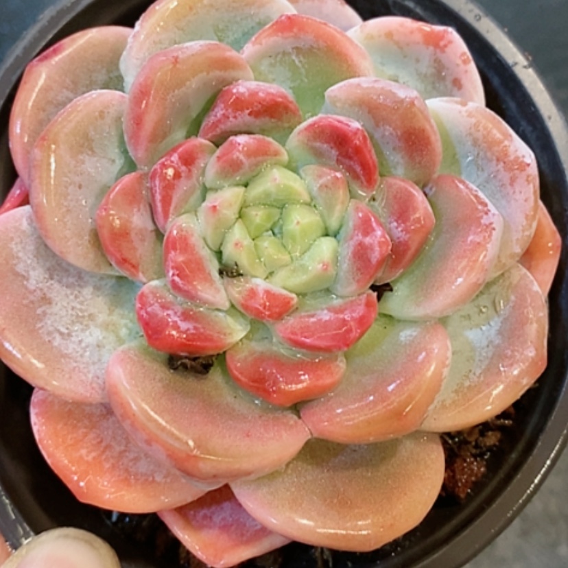 【闪购商品】红冰玉多肉