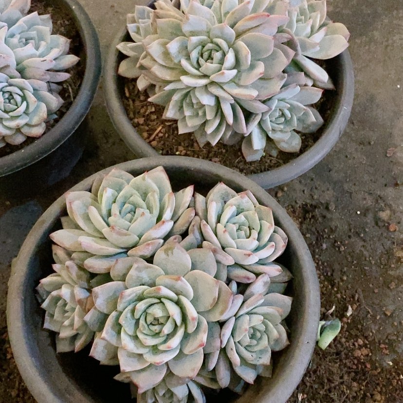 【闪购商品】粉蓝鸟多肉植物