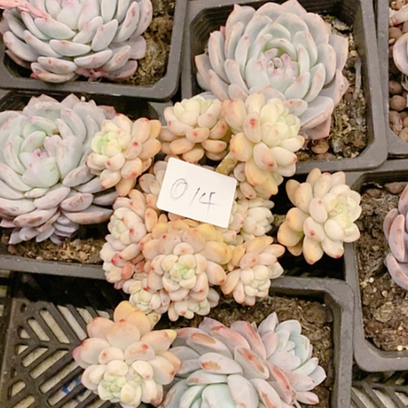 【闪购商品】劳尔多肉植物
