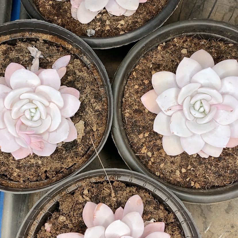 【闪购商品】雪莲多肉植物组合