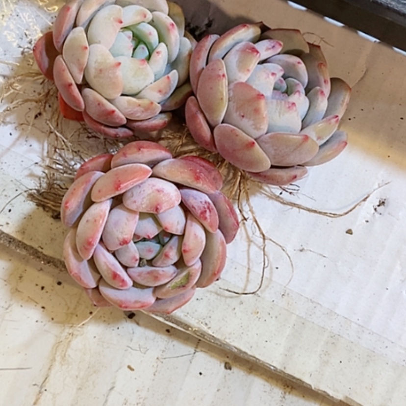 【闪购商品】3颗梦露多肉