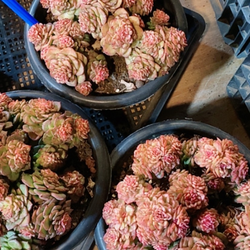 【闪购商品】蜡牡丹多肉