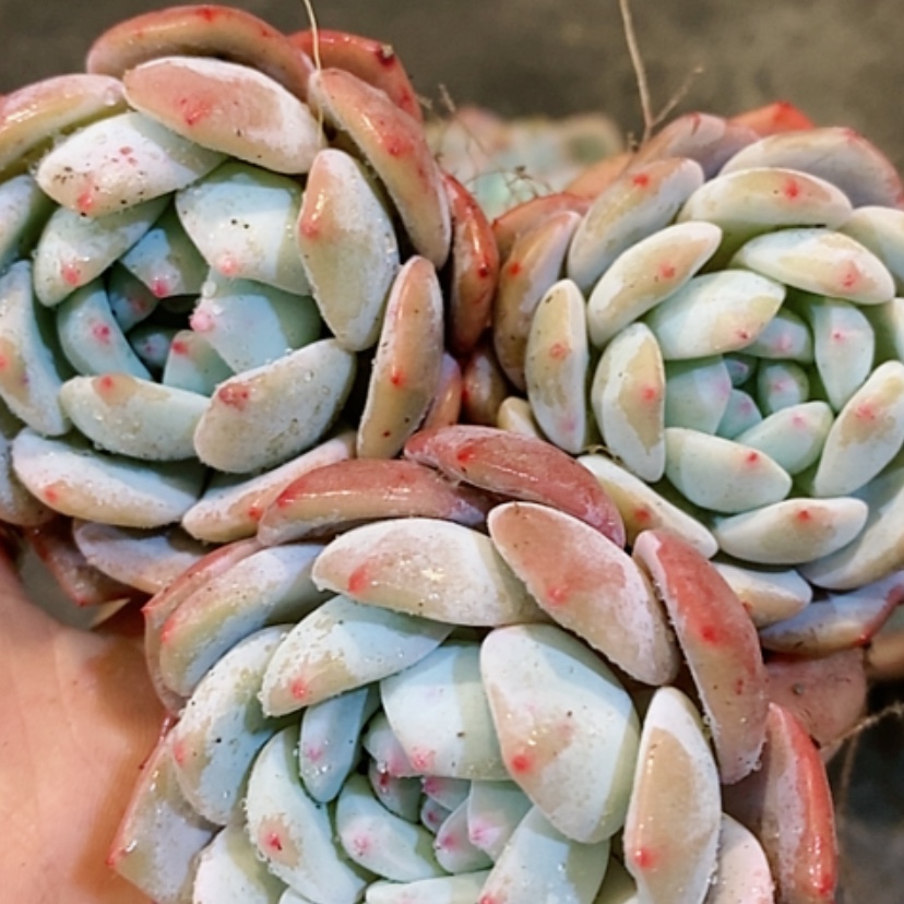 【闪购商品】3颗小梦露