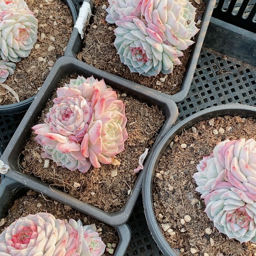 【闪购商品】4头天鹅绒群多肉