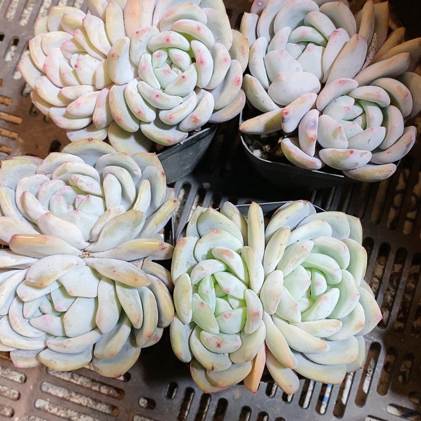 【闪购商品】4颗梦露带盆土