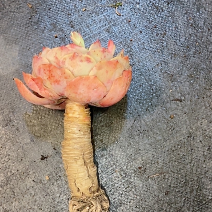 【闪购商品】悦**己白雪多肉