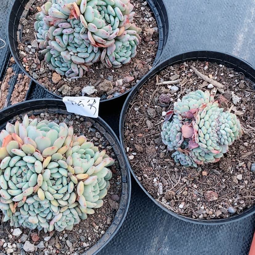 【闪购商品】小***白胖子裙云朵专拍