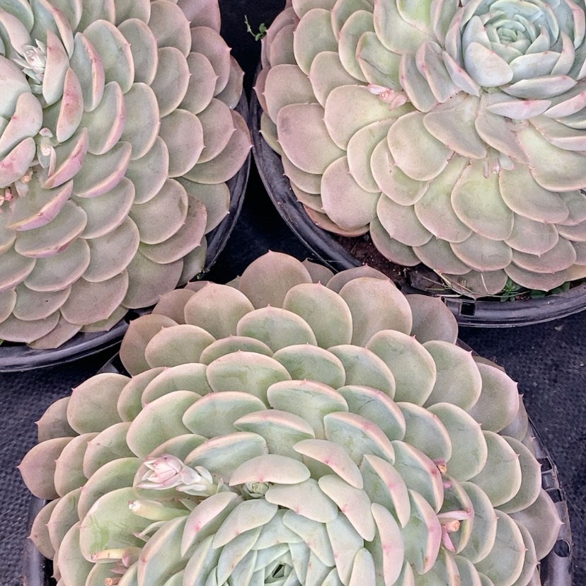 【闪购商品】昂斯诺多肉植物组合