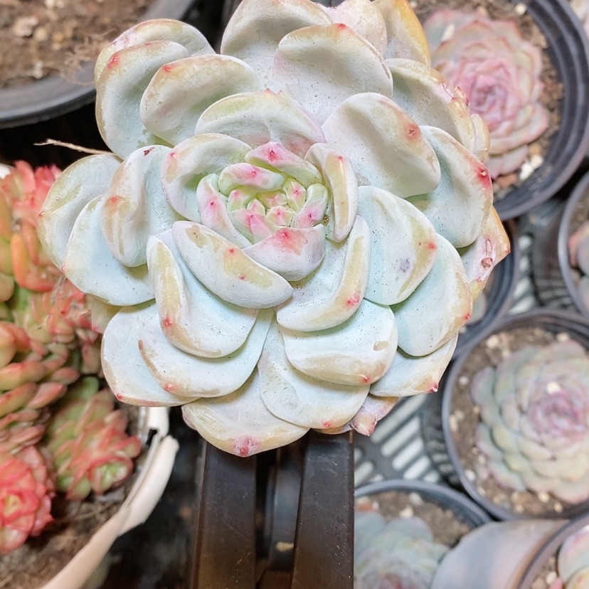 【闪购商品】瑕疵款梦露，不包售后