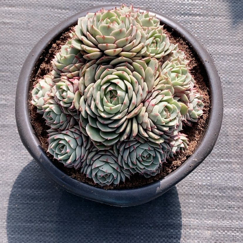 【闪购商品】无****^本吧多肉植物