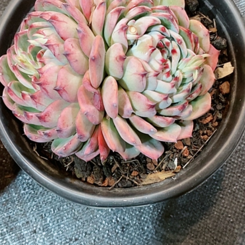 【闪购商品】阿菠萝多肉