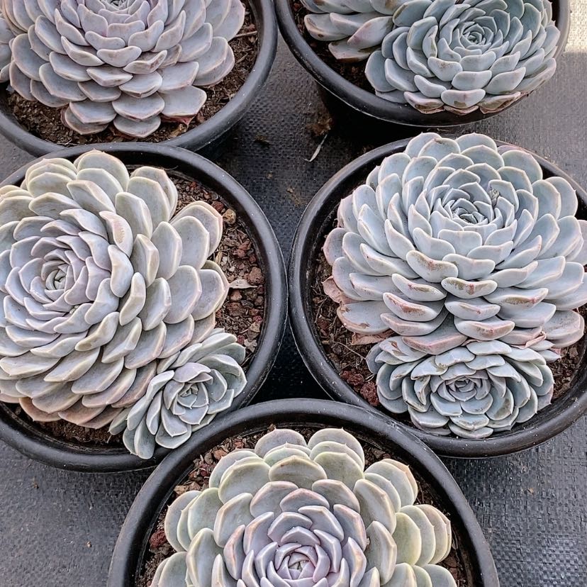 【闪购商品】汉堡多肉植物组合