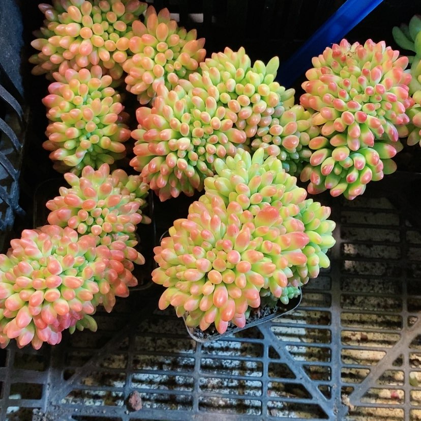 【闪购商品】柠檬手指多肉