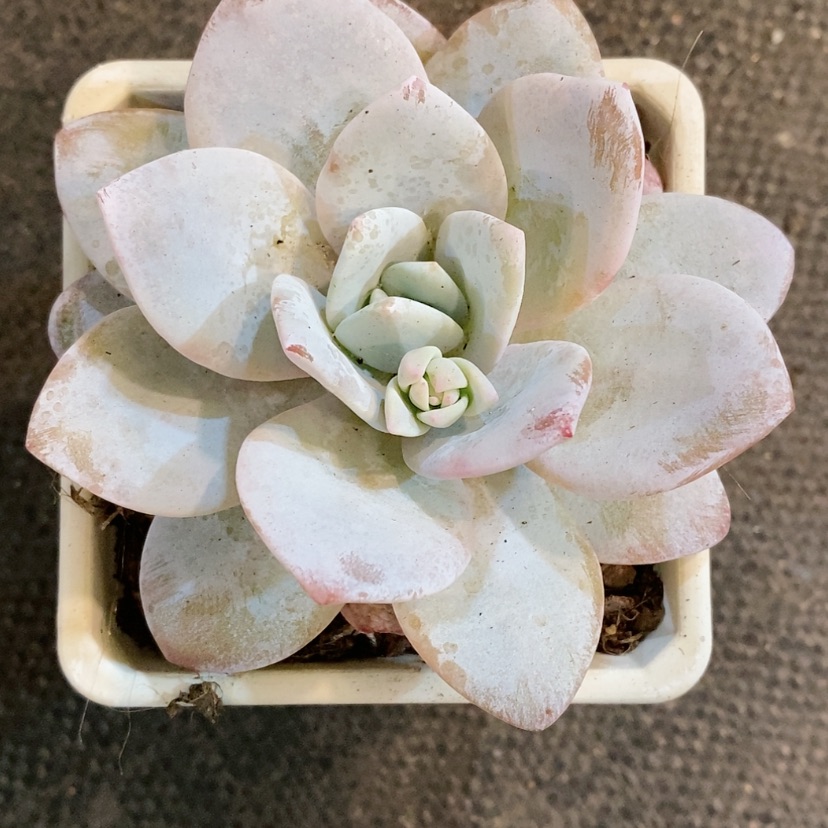 【闪购商品】小小雪莲多肉