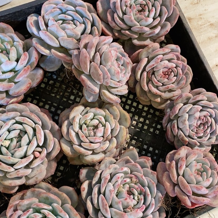 【闪购商品】单头星影梦露