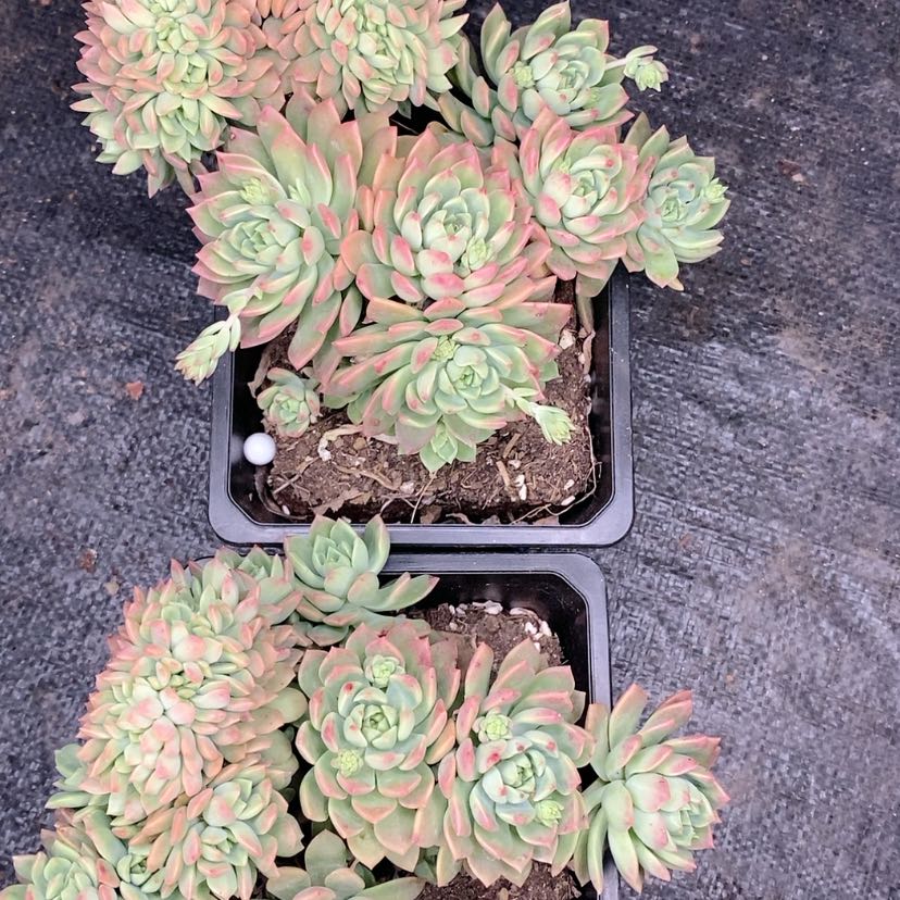 【闪购商品】马库斯缀华多肉植物
