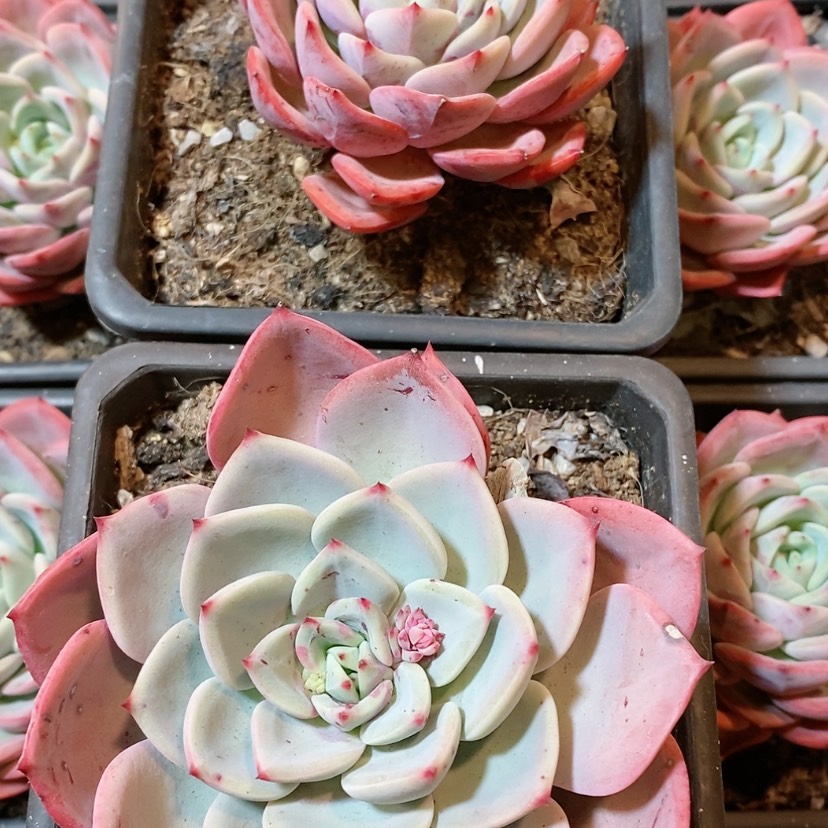 【闪购商品】十里桃花多肉