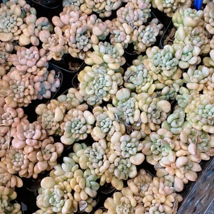【闪购商品】2颗比尔盖茨带盆多肉