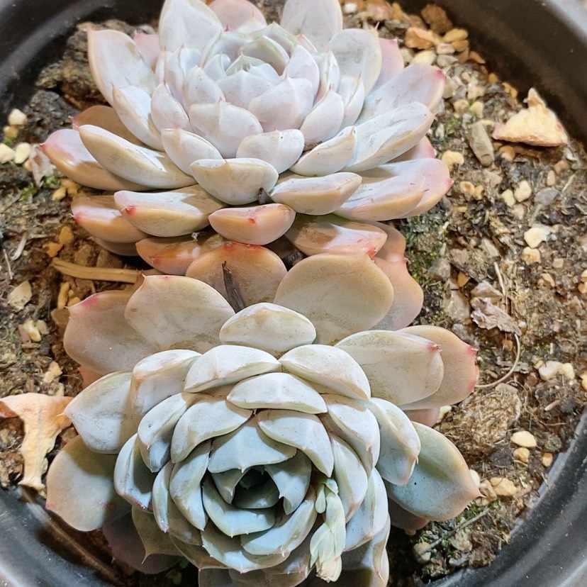 【闪购商品】雪兔多肉植物