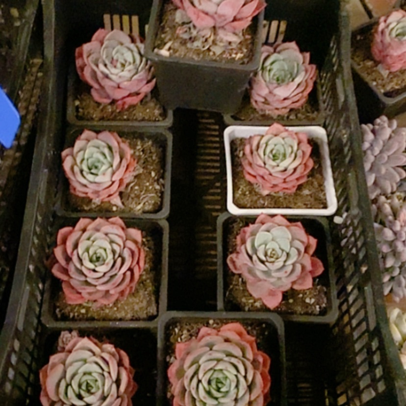 【闪购商品】十里桃花