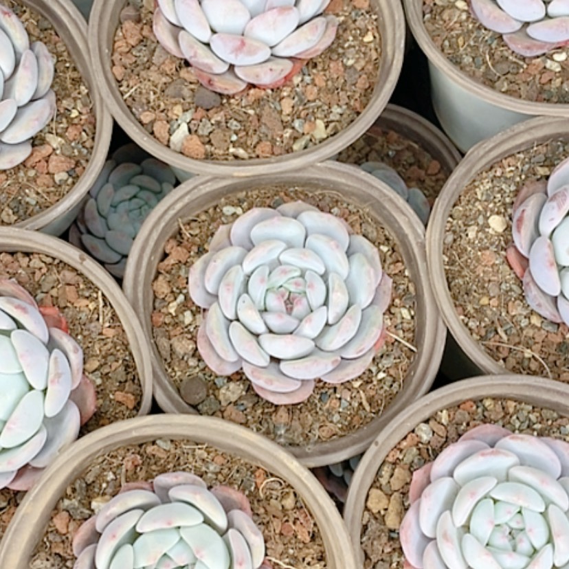 【闪购商品】3颗梦露多肉植物组合