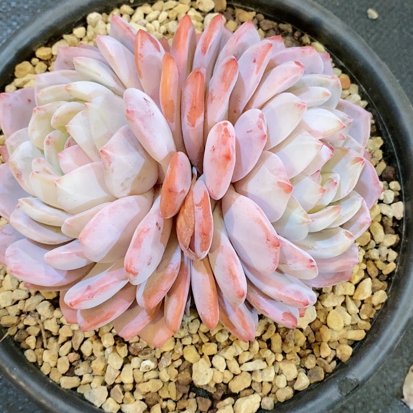 【闪购商品】韩橙多肉葡萄