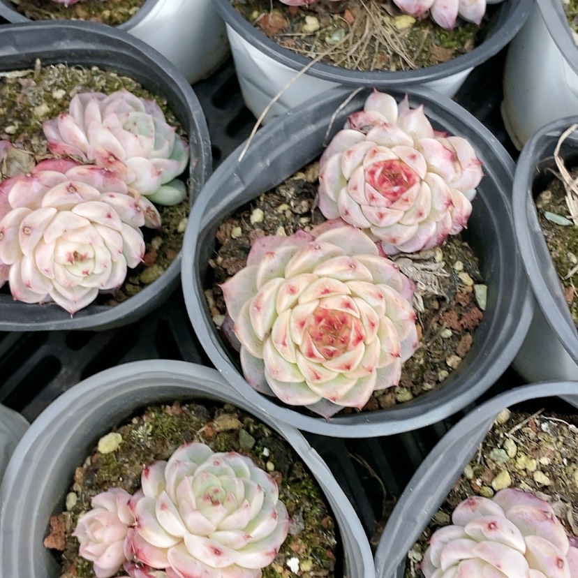 【闪购商品】天鹅绒多肉植物精品