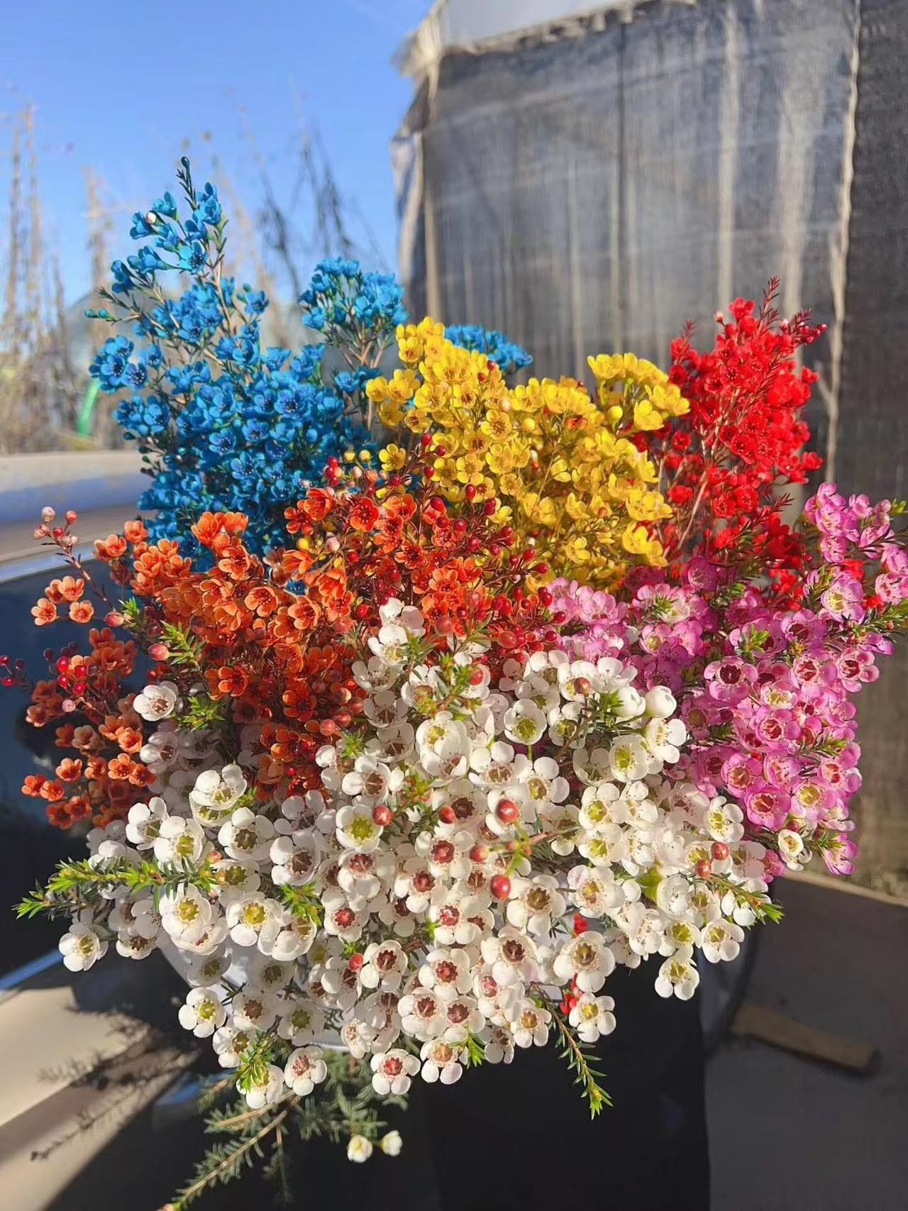 腊梅云南基地现采现发