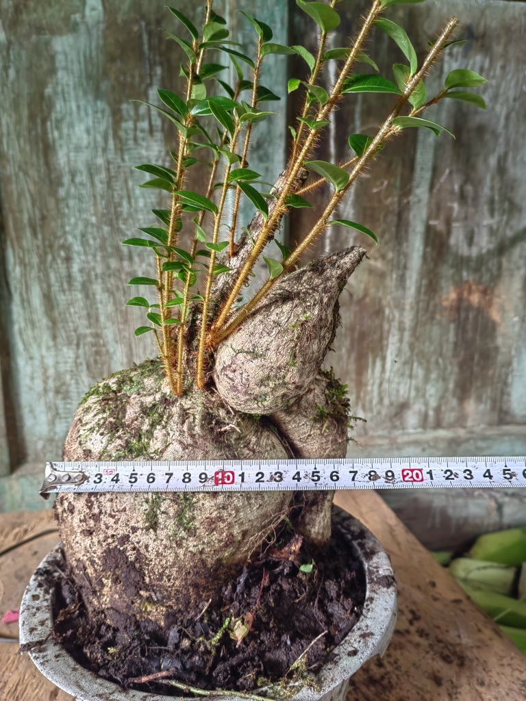 树萝卜，毛叶，开红花，一年四季赏坨坨
