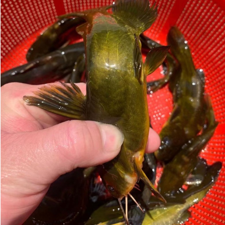 野外黄丫头黄骨鱼黄辣丁黄颡鱼原生态现杀冰鲜