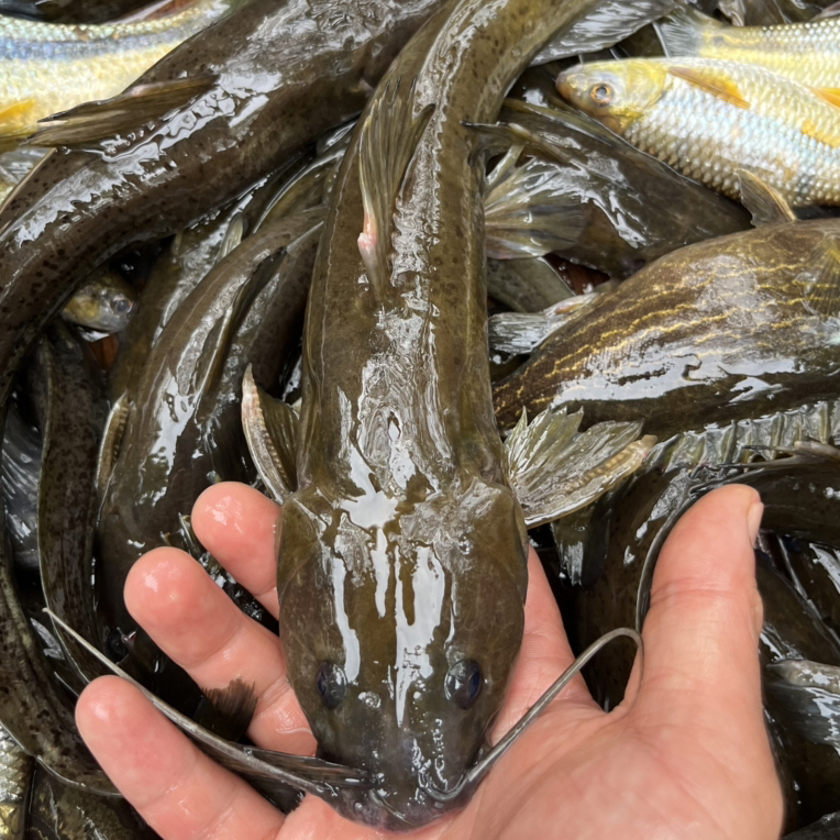 牛尾巴石扁头马尾巴鱼大山溪水鱼3斤顺丰包邮