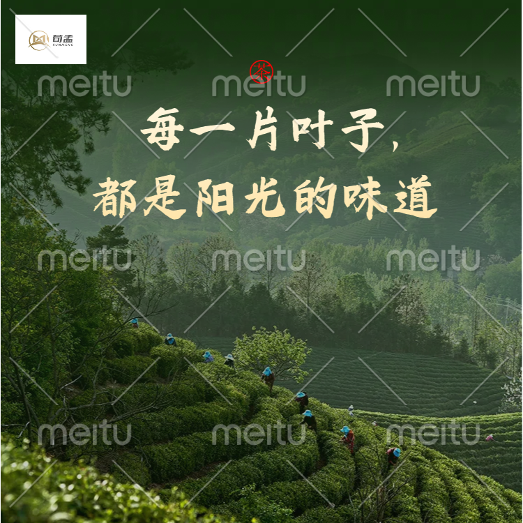 《荀孟》藏品级2022白牡丹高山生态原料古法手工日晒不打农药不施肥