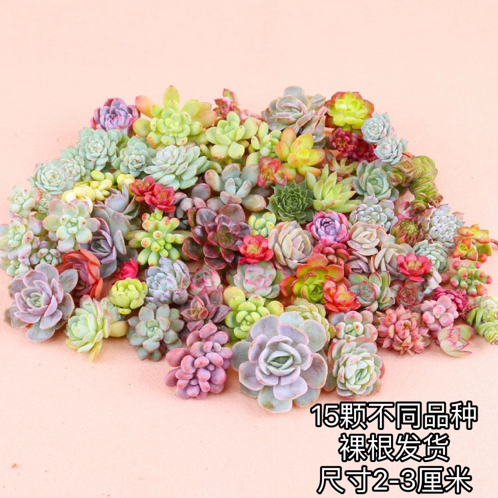 【一单包邮】迷你【15颗不指定品种】每棵尺寸2-3厘米左右 会有重复