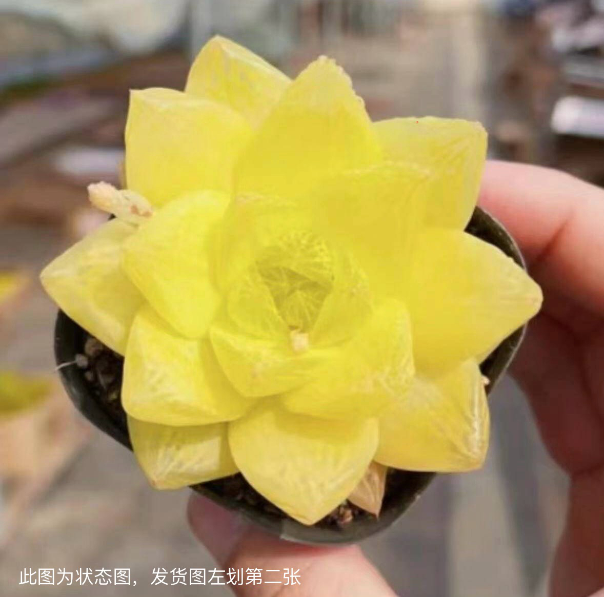 黄金凝脂菊 4到5厘米 多肉植物 多肉 玉露 黄金玉露