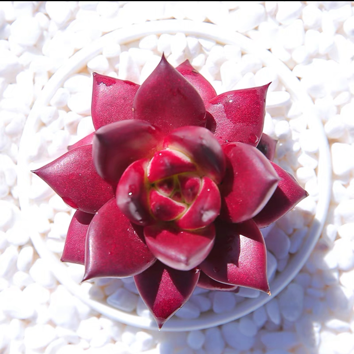 罗宾 带盆带土 多肉 多肉植物 室内盆栽 多肉