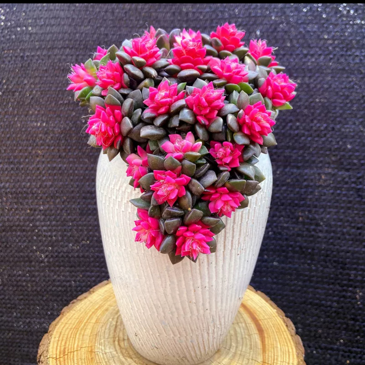 吹雪之松锦4厘米 多肉植物 多肉 带盆带土 吹雪之松