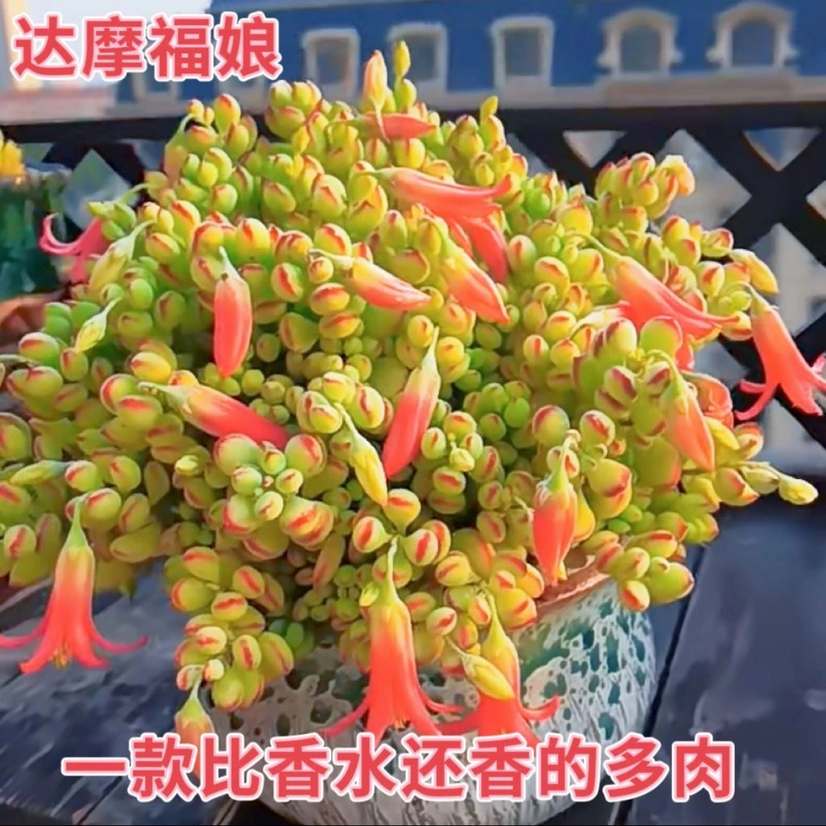 达摩福娘带盆发货 多肉植物 多肉 会开花 有香味 多肉