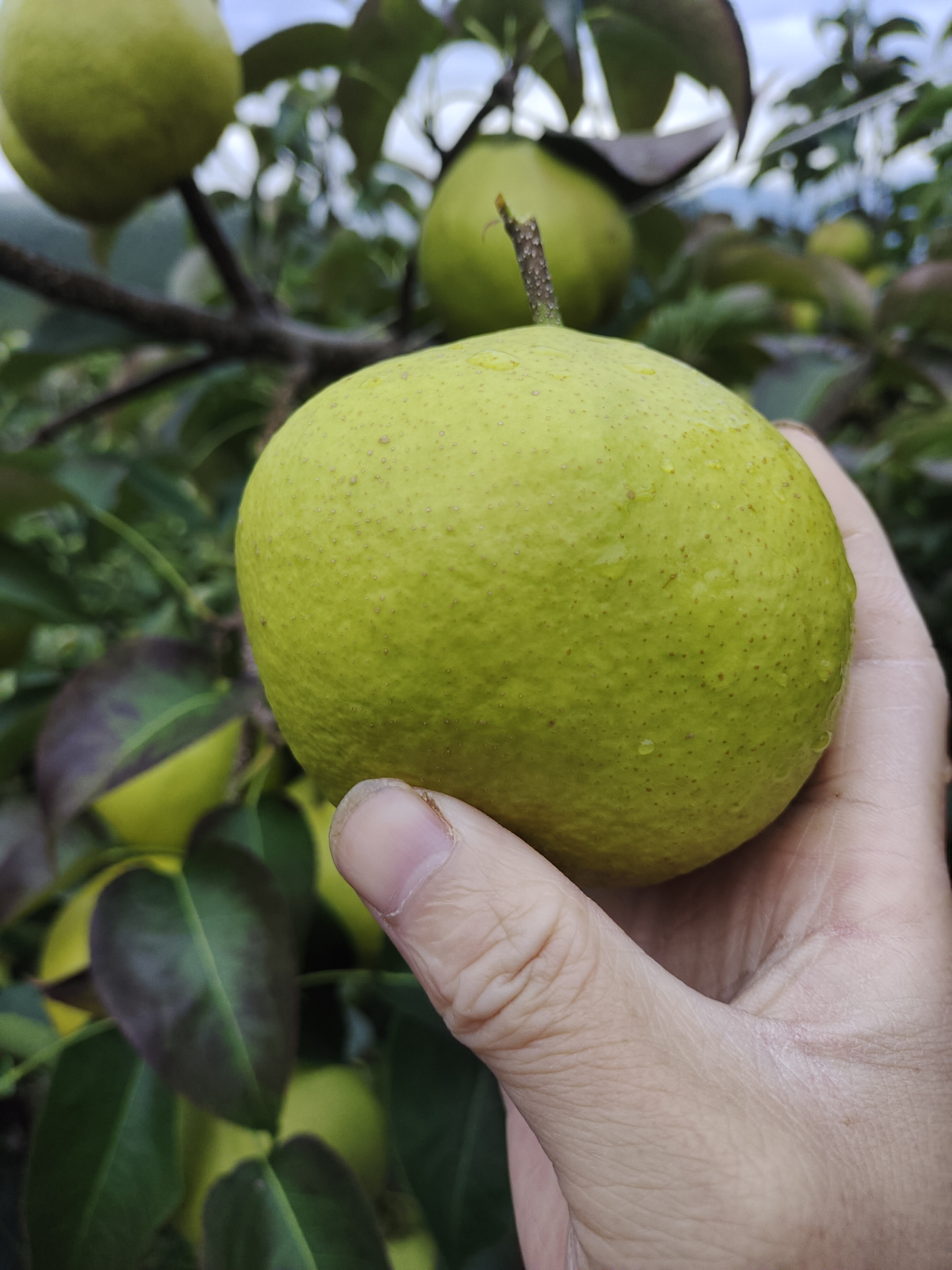 云南宾川蜜甜蜂糖梨