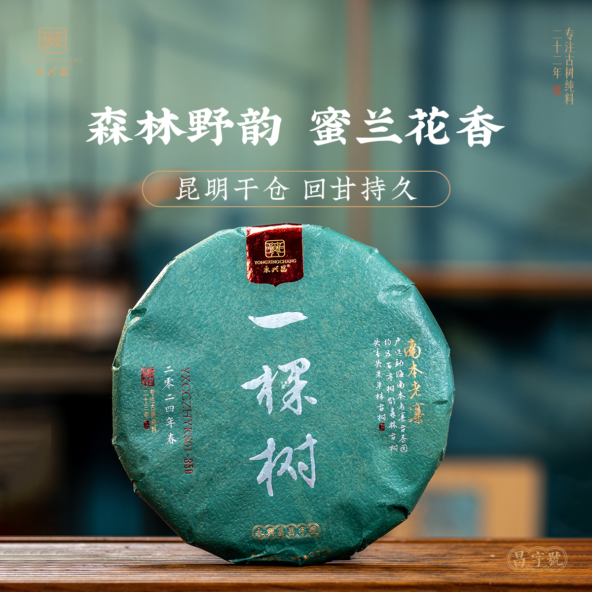 2024南本老寨一棵树严选约500年树龄古树头春头采单株玩家普洱茶