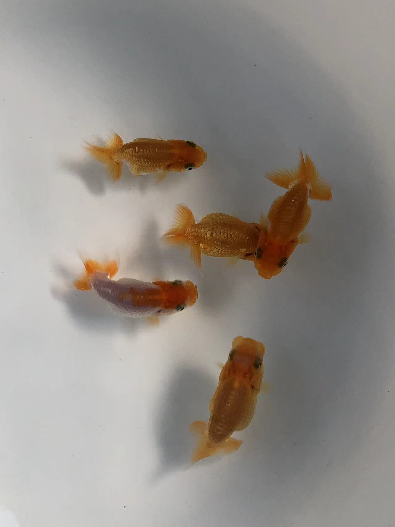 协会系日寿，村上畅言，体长8公分，顺丰到付！