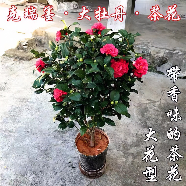 科瑞莫大牡丹开花红色带香味春季冬季庭院阳台均可种植包邮发货