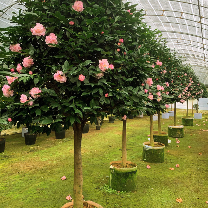 高杆香妃粉色茶花木架发货庭院室外种植