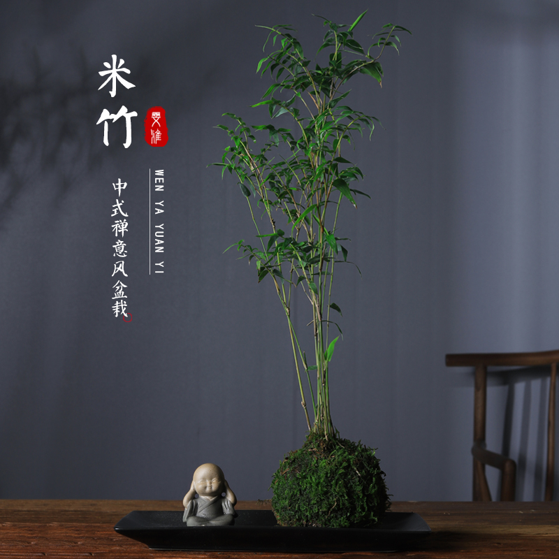 水培植物米竹凤尾竹苔玉苔藓球创意禅意小盆栽绿植室内好养桌面禅