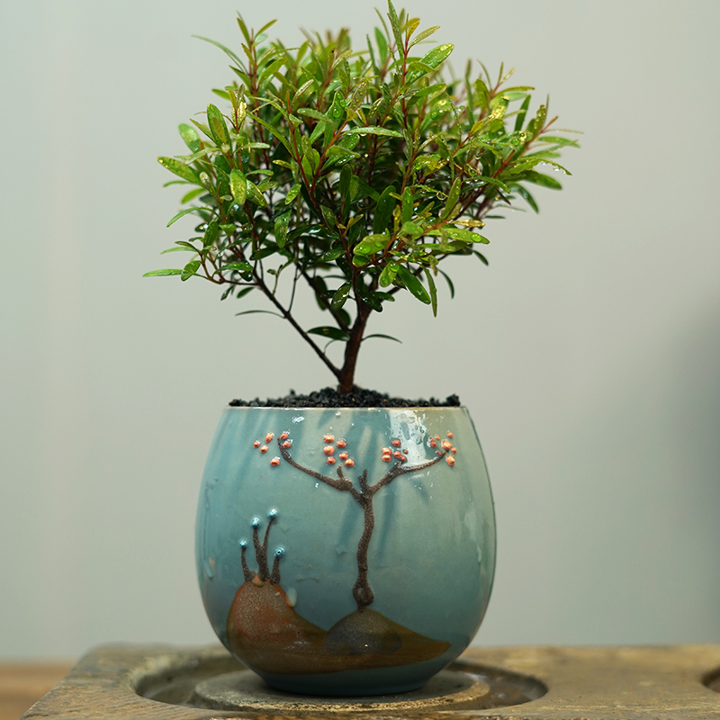 小叶赤楠老桩盆景苗植物花卉微景观水培办公室内好养四季常青盆栽